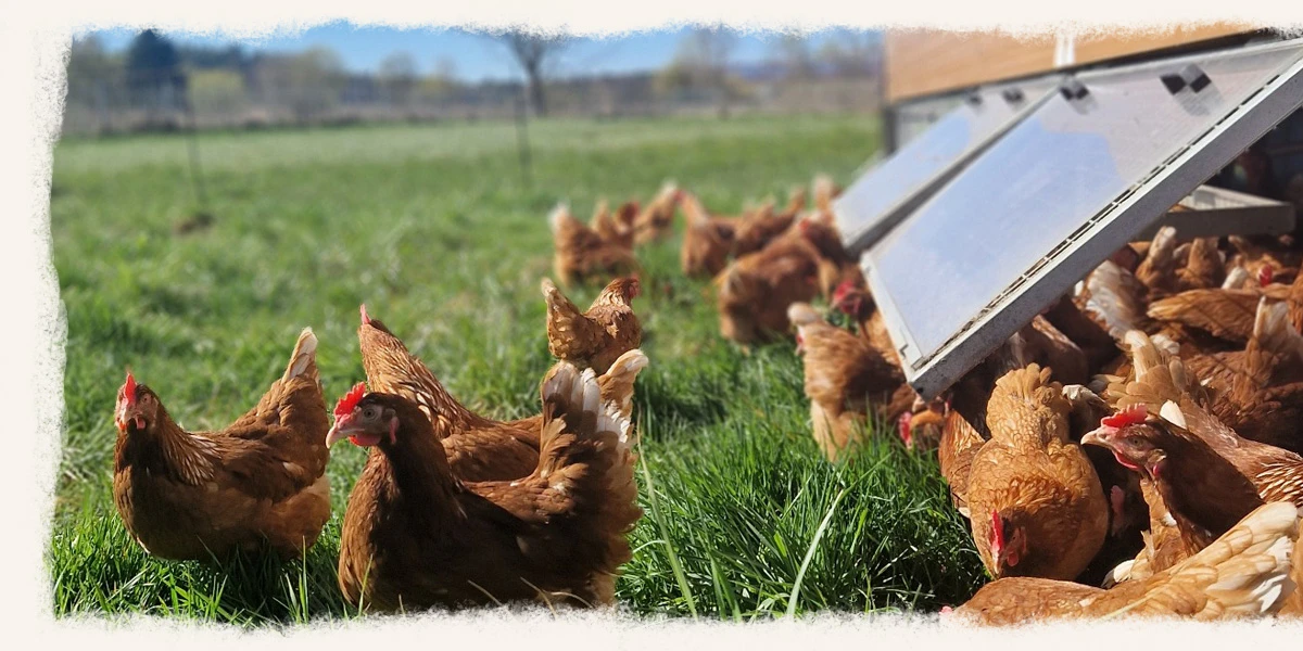 Goachat Chicks