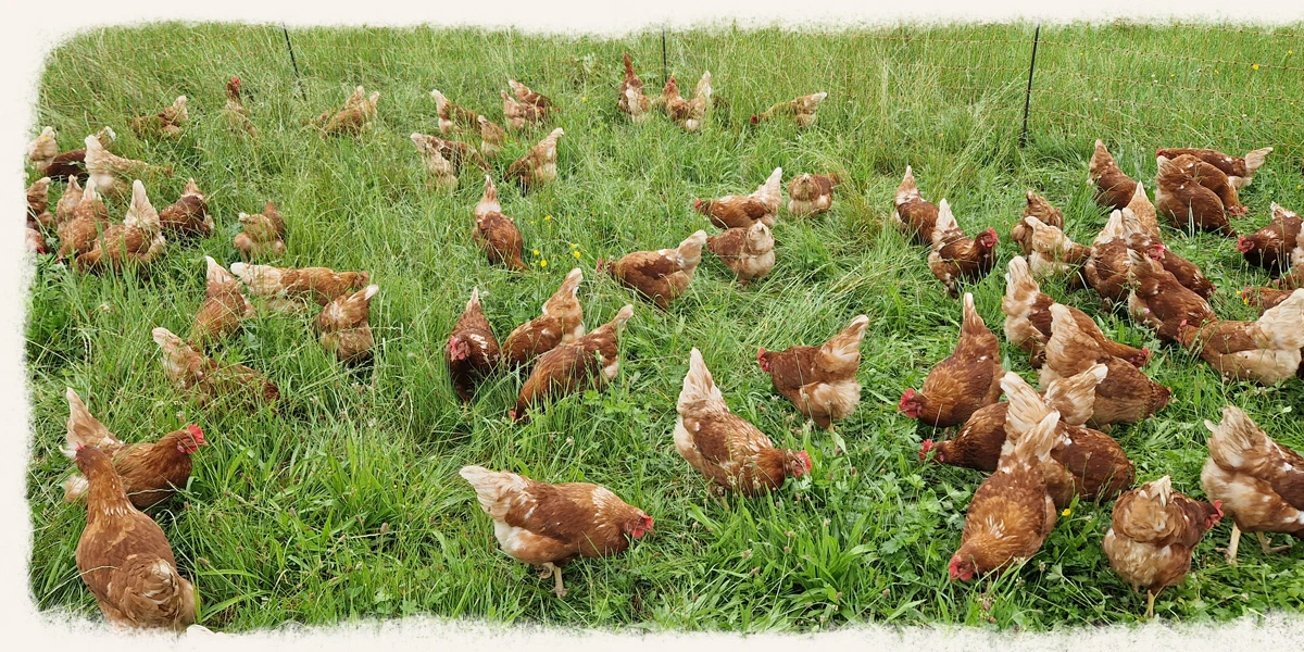 Goachat Chicks