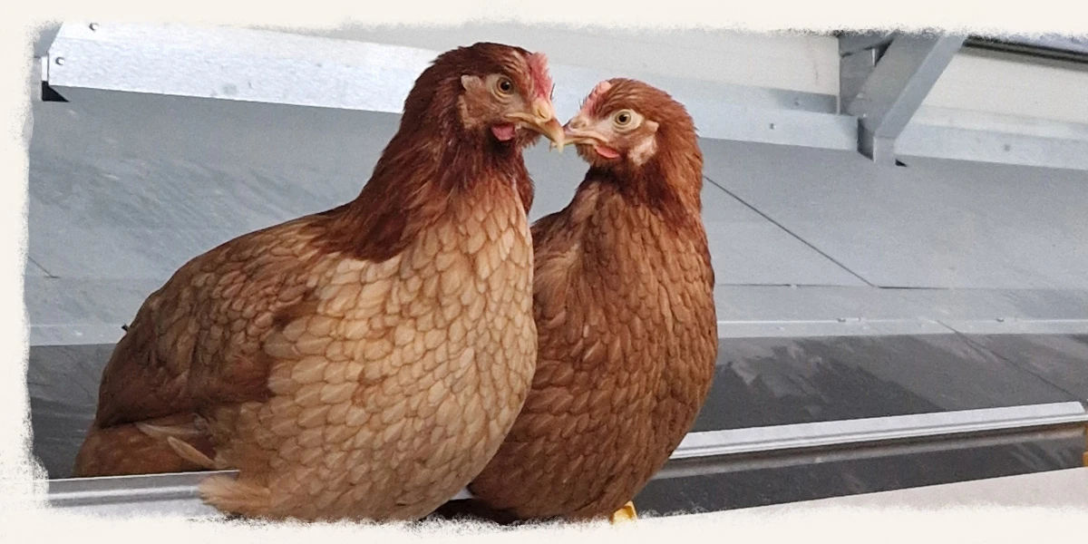 Goachat Chicks
