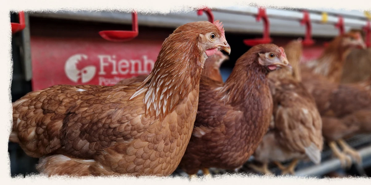 Goachat Chicks